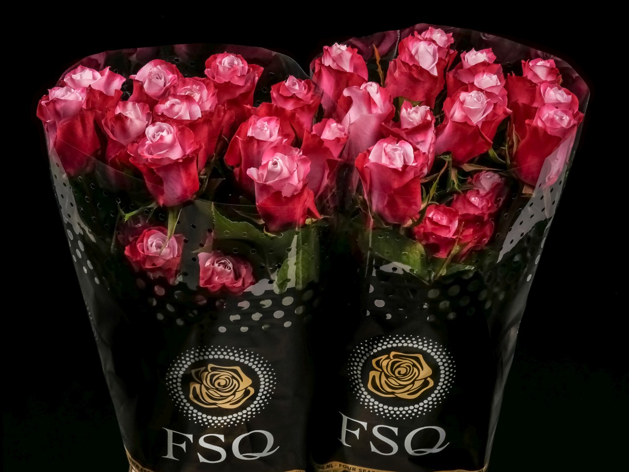FIRE ROSE ECUADOR_ROOS_ROSA_ROSE_FLOWER_